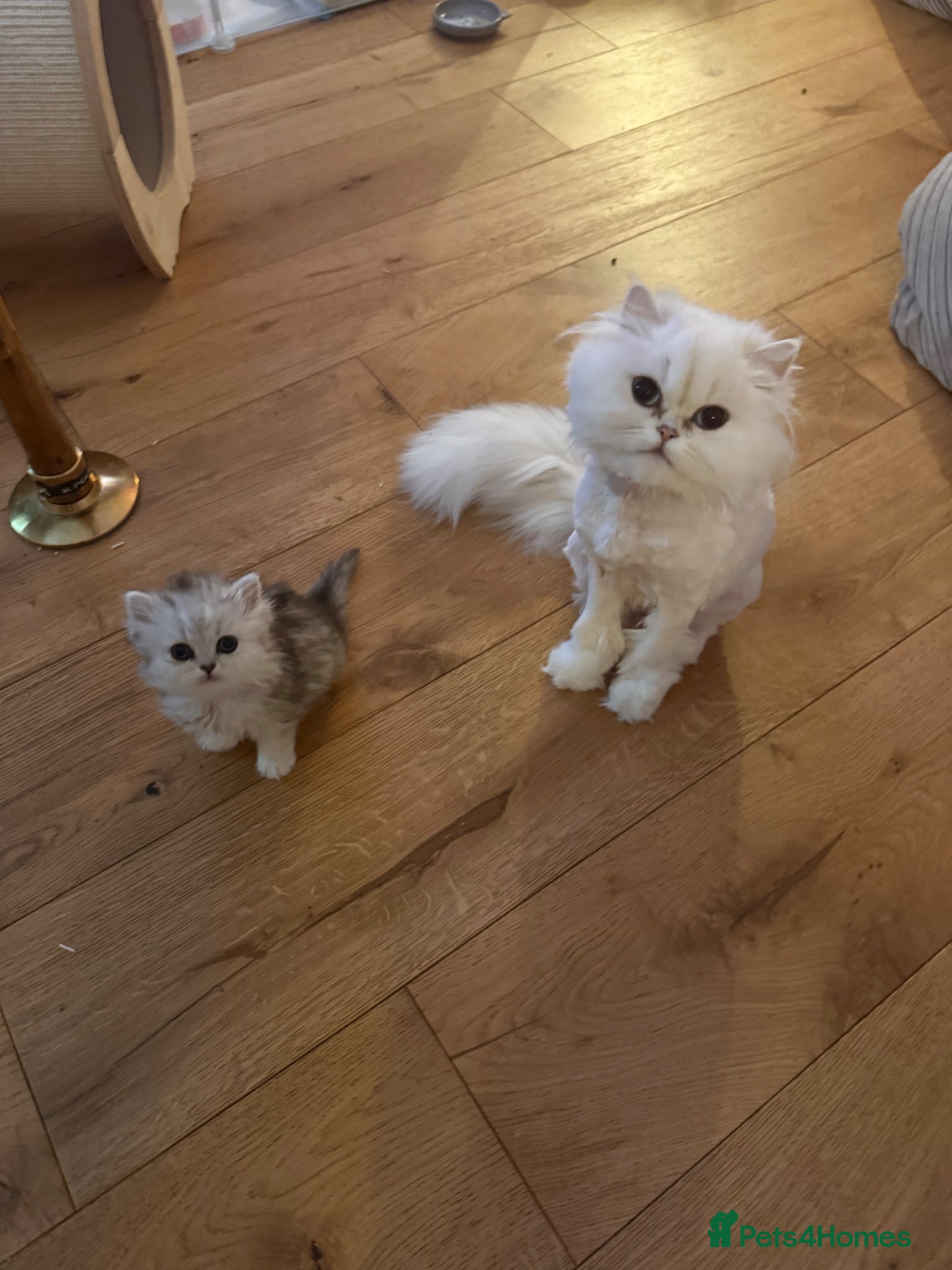 British Longhair cats for sale: Gorgeous pedigree BLH with exceptional temperament - Advert 5