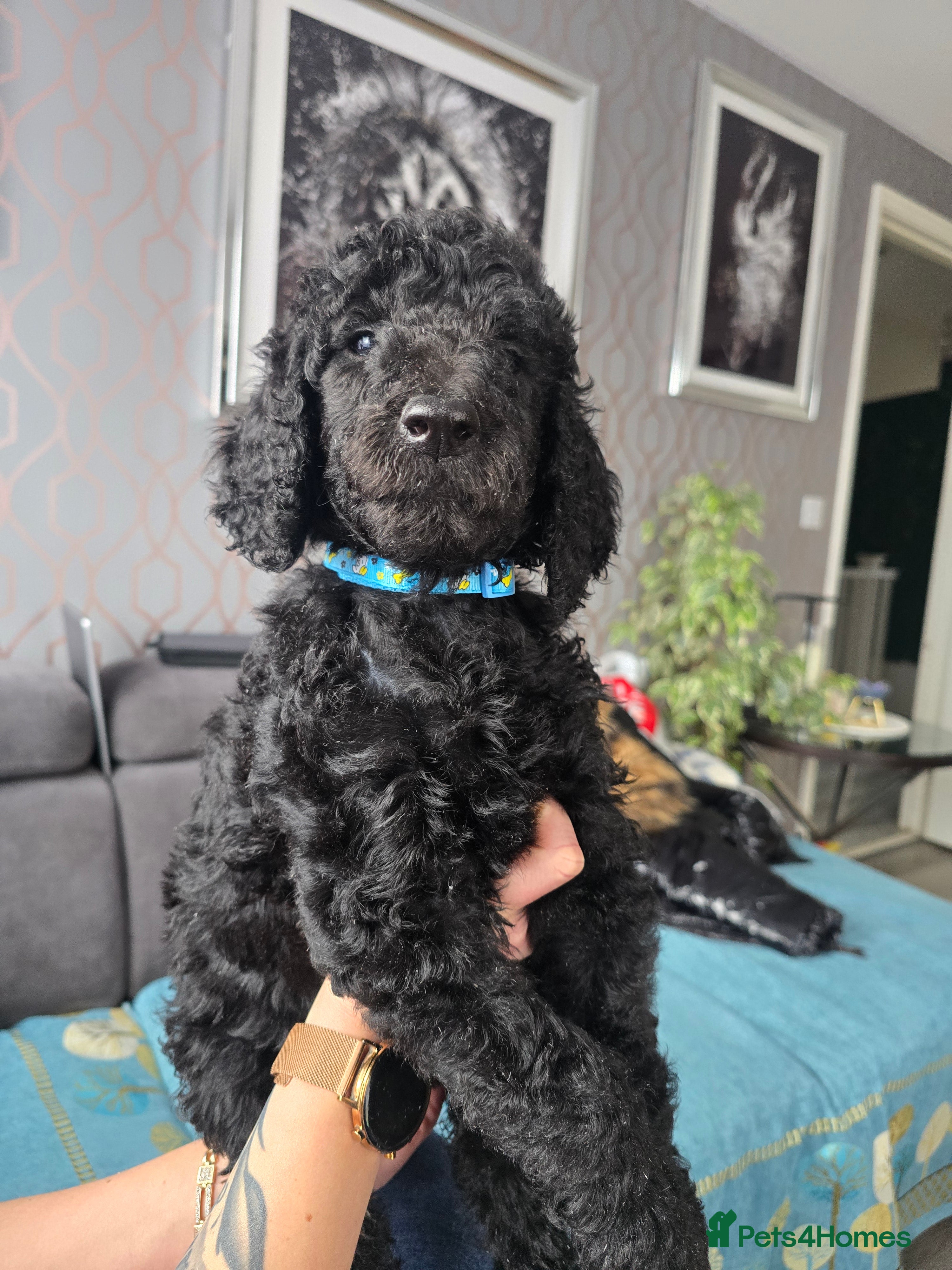 Standard Poodle dogs KC registered Standard Poodles! - Advert 9