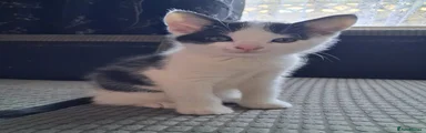 Mixed Breed Kitten 2