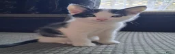 Mixed Breed cats for sale: Kittens looking for new home - Advert 6