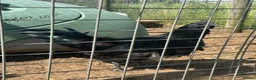 Chickens poultry for sale: Ayam Cermani Cockerel  - Advert 3