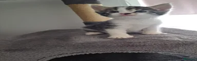  Boy kitten