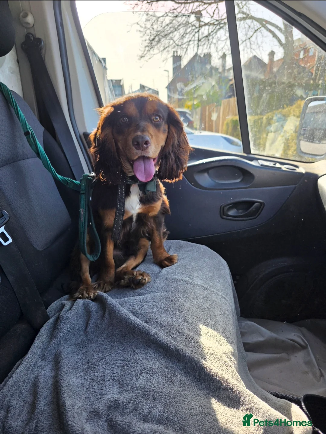 Cocker Spaniel dogs for sale: KC reg working cocker spaniel boy - Advert 4