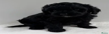 Australian Labradoodle 5