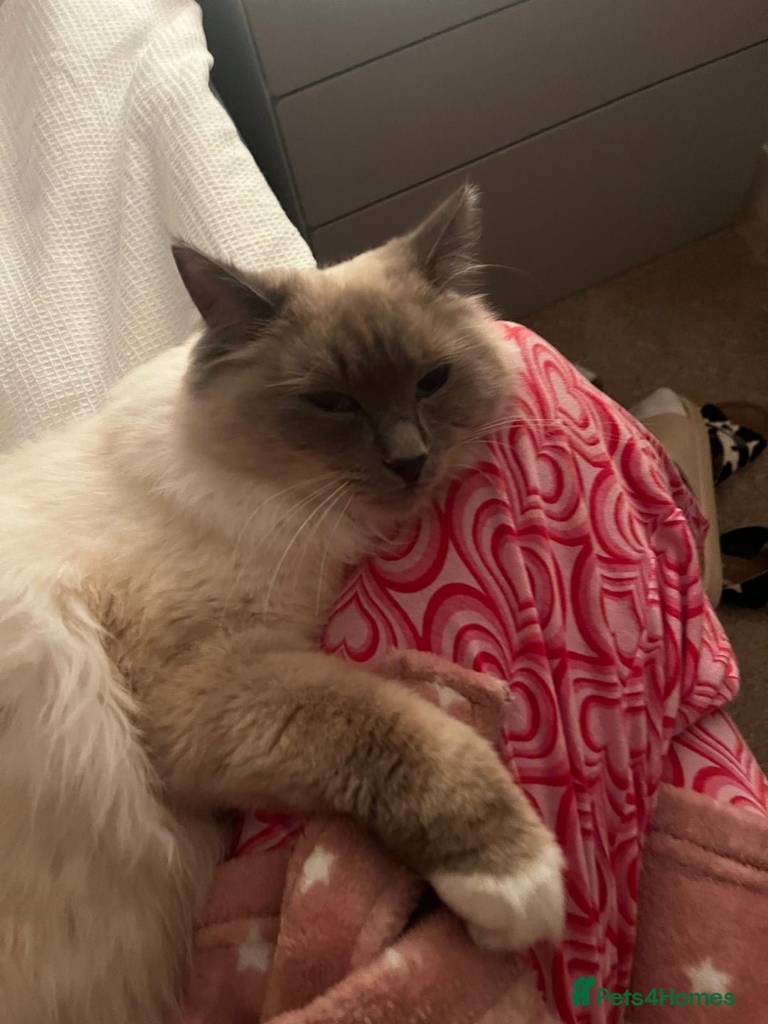 Ragdoll cats for sale: Male Ragdoll for sale - Image 17