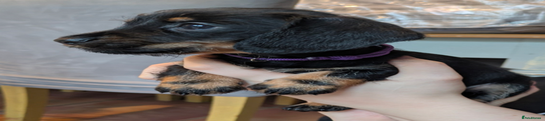 Miniature Dachshund Puppy 2