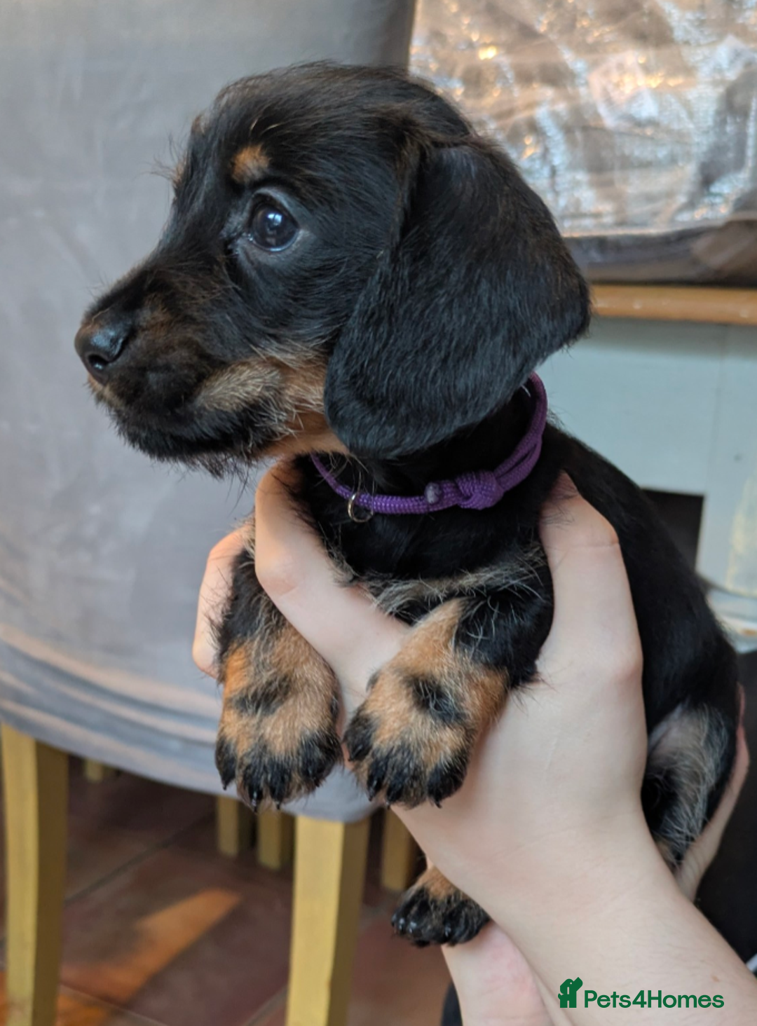 Miniature Dachshund dogs for sale: Wire X smooth mini dachshunds - Image 5