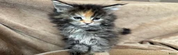 Maine Coon cats for sale: TICA Maine coon Kittens Smoke/Silver - Advert 16