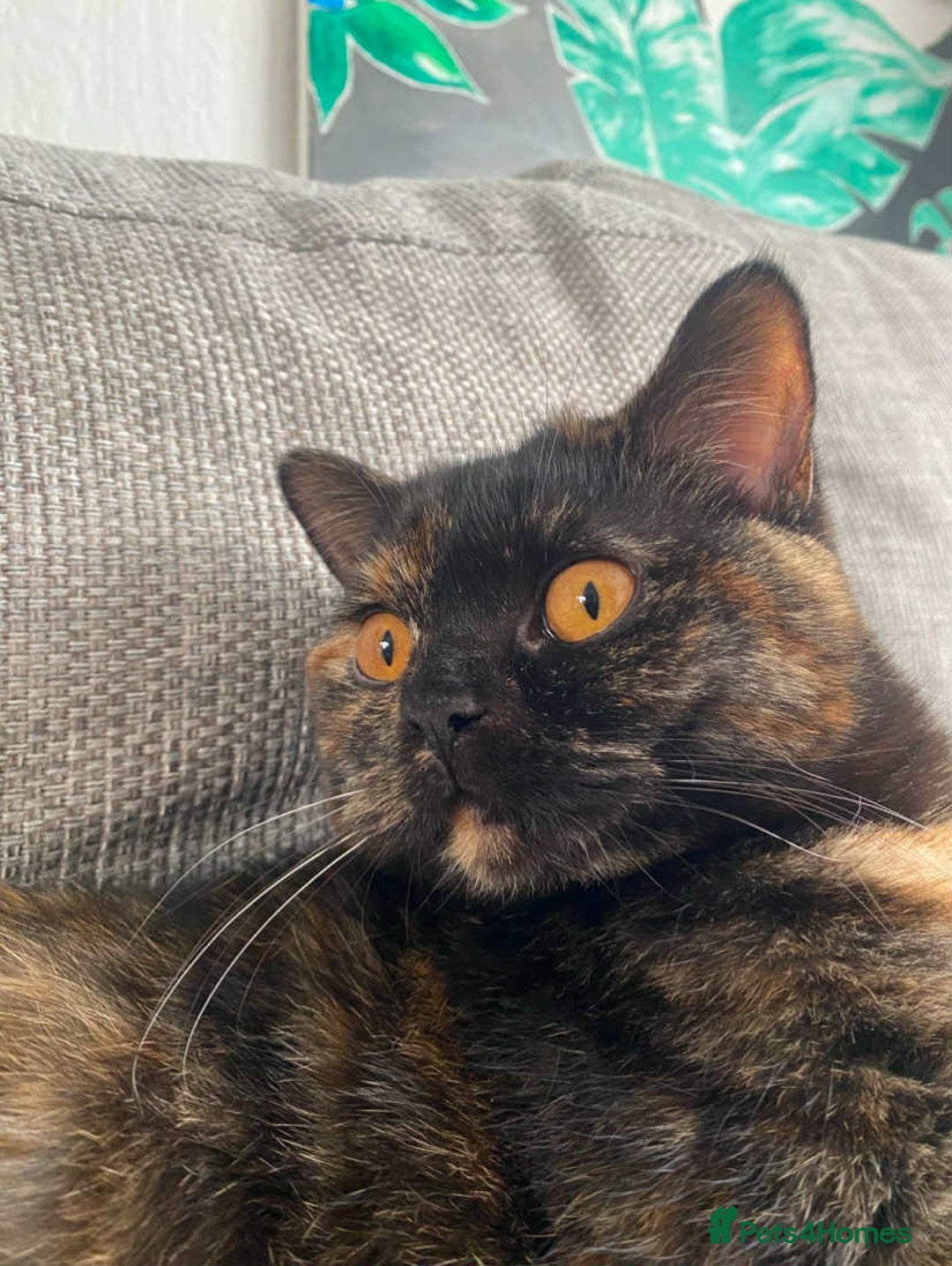 British Shorthair cats for sale: (💙LAST WHITE KITTEN🤍) Stunning Pure BSH kittens  - Advert 16