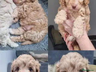 Cavapoo dogs 1 beautiful male available 4 weeks old - Advert 14