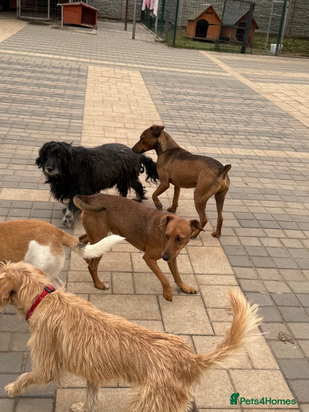 Fox Terrier dogs for adoption: Sweet Felix Needs LOVE - Advert 9