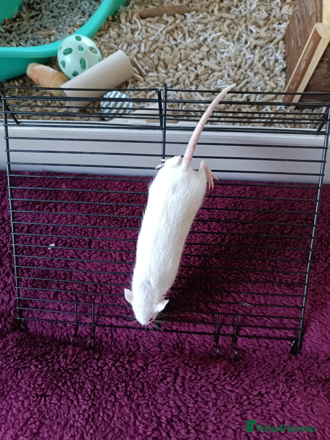 Rat rodents for sale: 3 Dwarf rats and cage  - Advert 8