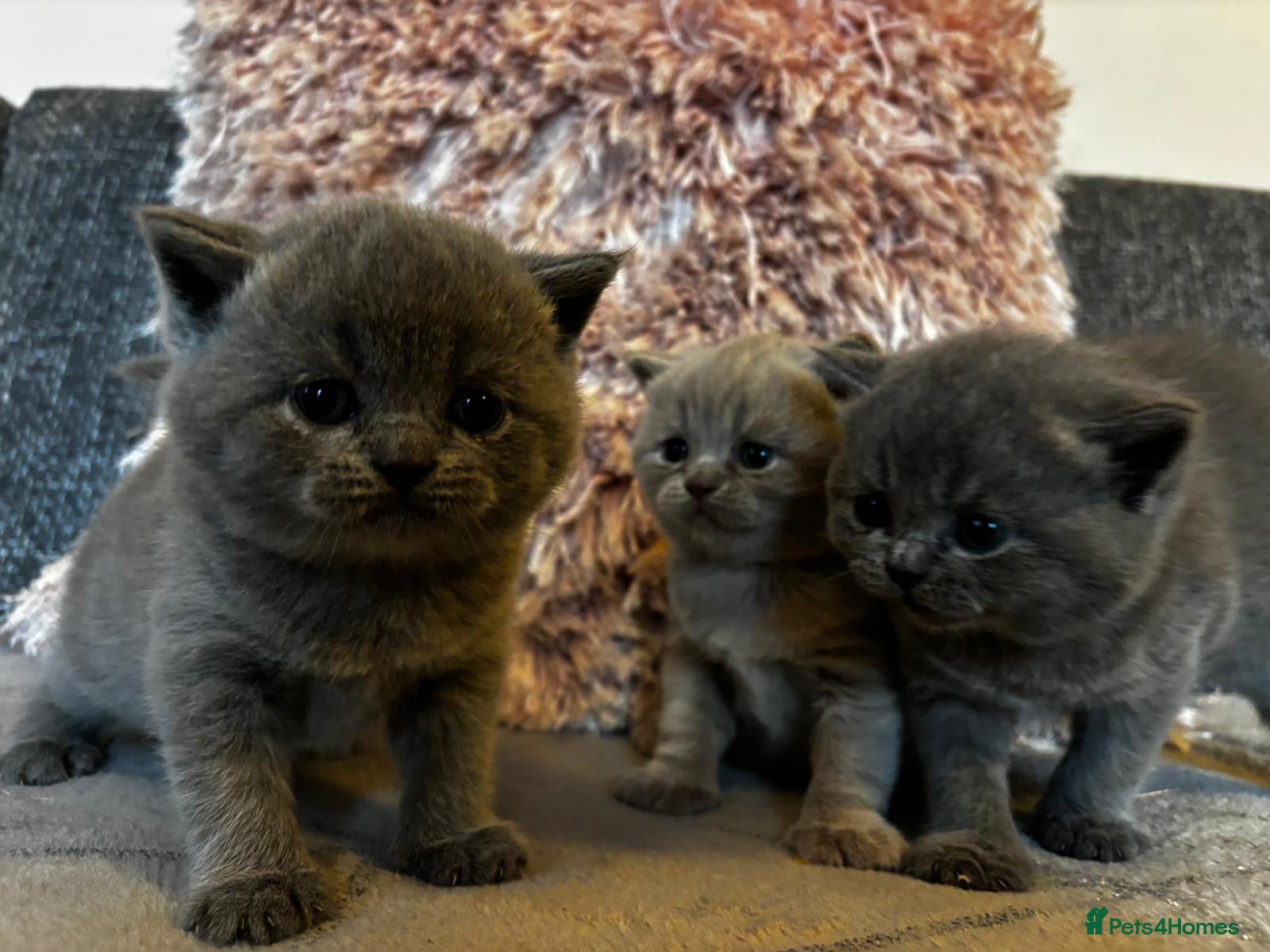 British Shorthair cats for sale: Gorgeous BSH female kittens for sale - Advert 6