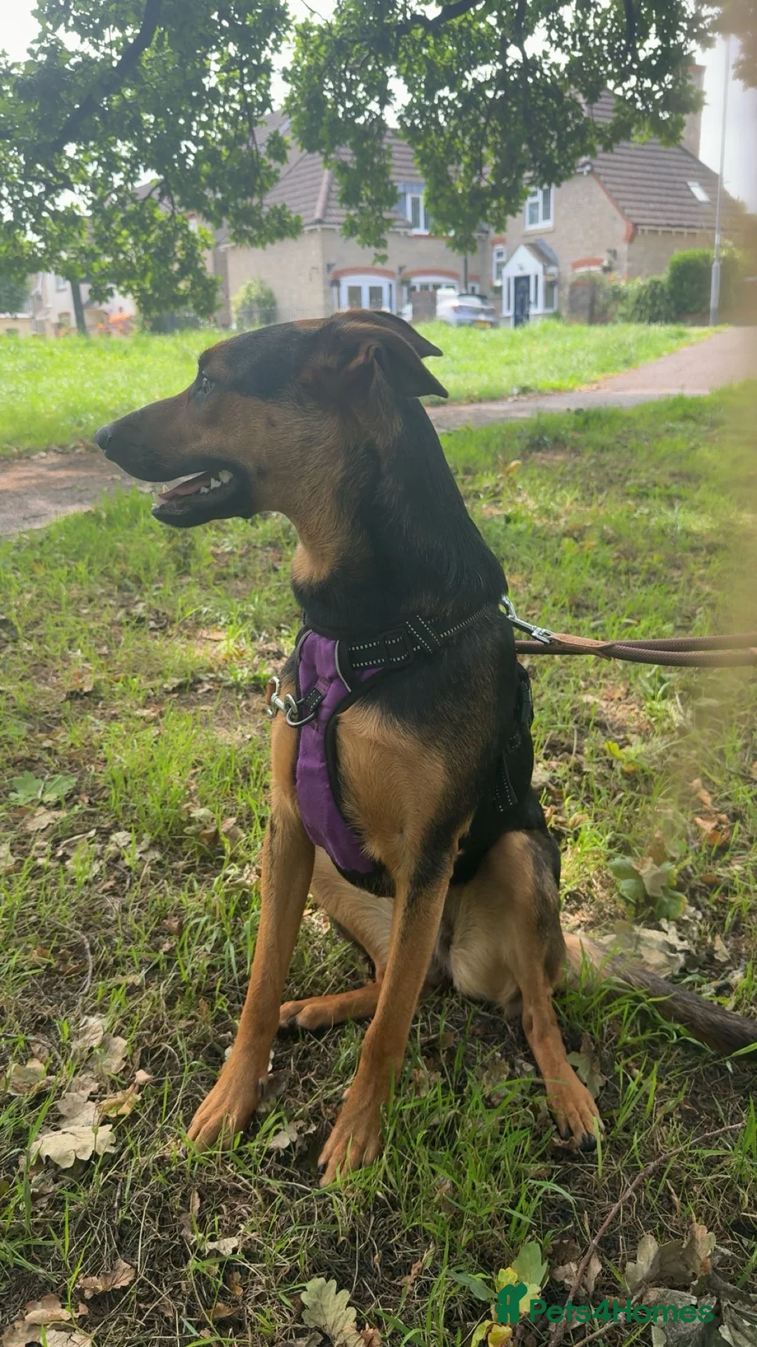 Mixed Breed dogs for sale: Huntaway x Kelpie - Advert 2