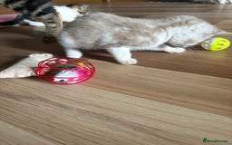 American Shorthair cats for sale: American shorthair x Turkish van kittens  - Image 29
