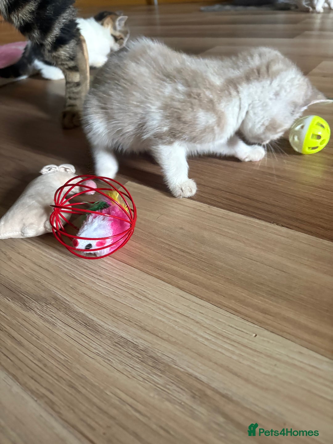 American Shorthair cats for sale: American shorthair x Turkish van kittens  - Image 29