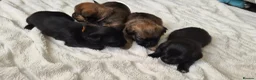Mixed Breed dogs for sale: Jack Tzu Puppies - Advert 22