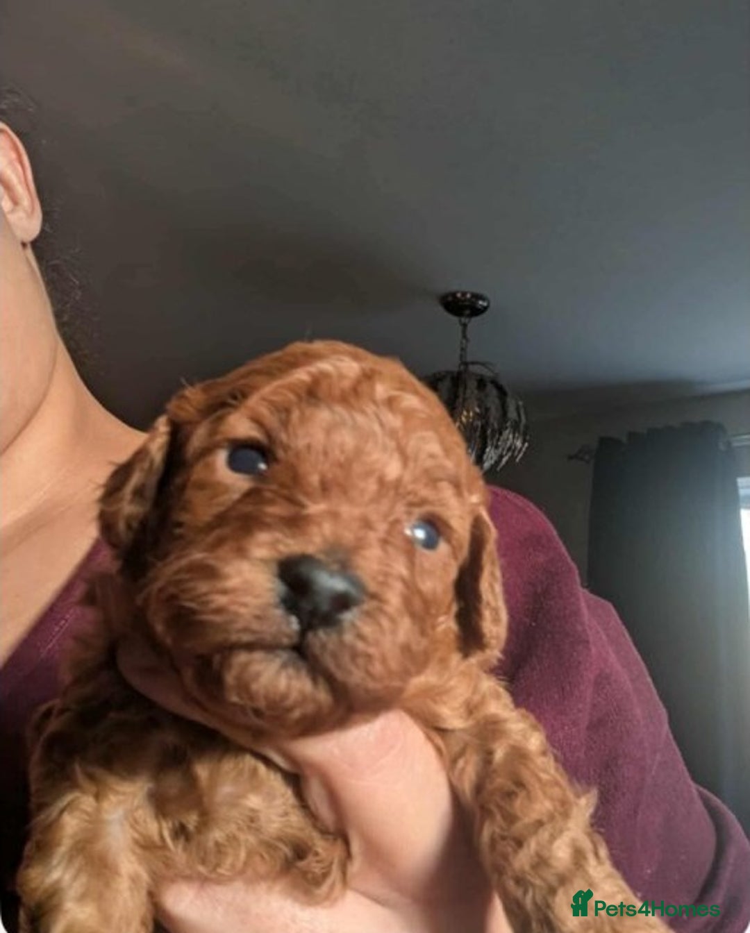 Toy Poodle dogs for sale: Outstanding Toy Poodle puppies – 1 boy and 2 girls - Advert 3
