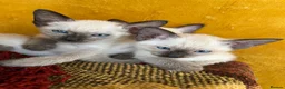 Siamese cats for sale: Siamese girls ready soon - Advert 14