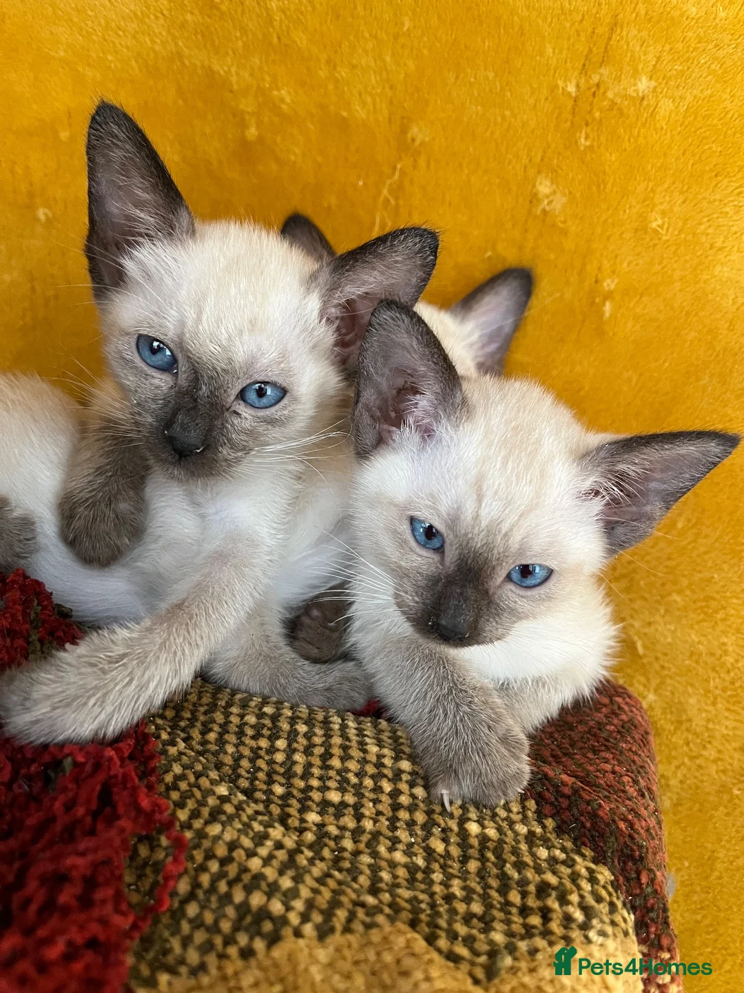 Siamese cats for sale: Siamese girls ready soon - Advert 14
