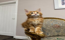 Maine Coon cats for sale: Maine Coon Kittens with Elite Heritage 🌟🌟🌟🌟🌟 - Image 32