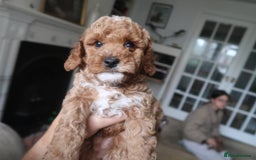 Cockapoo dogs for sale: Very unique Asian Toy Cockerpoos - Image 10