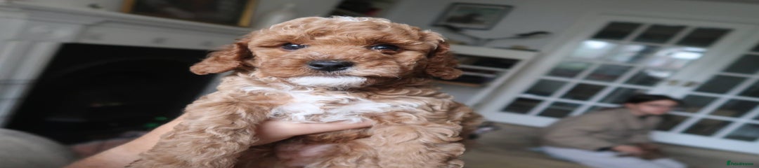 Cockapoo Puppy 3