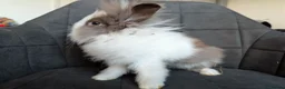 Lionhead rabbits for sale: Beautiful Double-maned Lionhead Rabbits for Sale - Advert 27