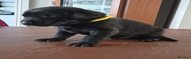 Labrador Retriever 7