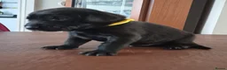 Labrador Retriever dogs for sale: Labrador puppies - Advert 14