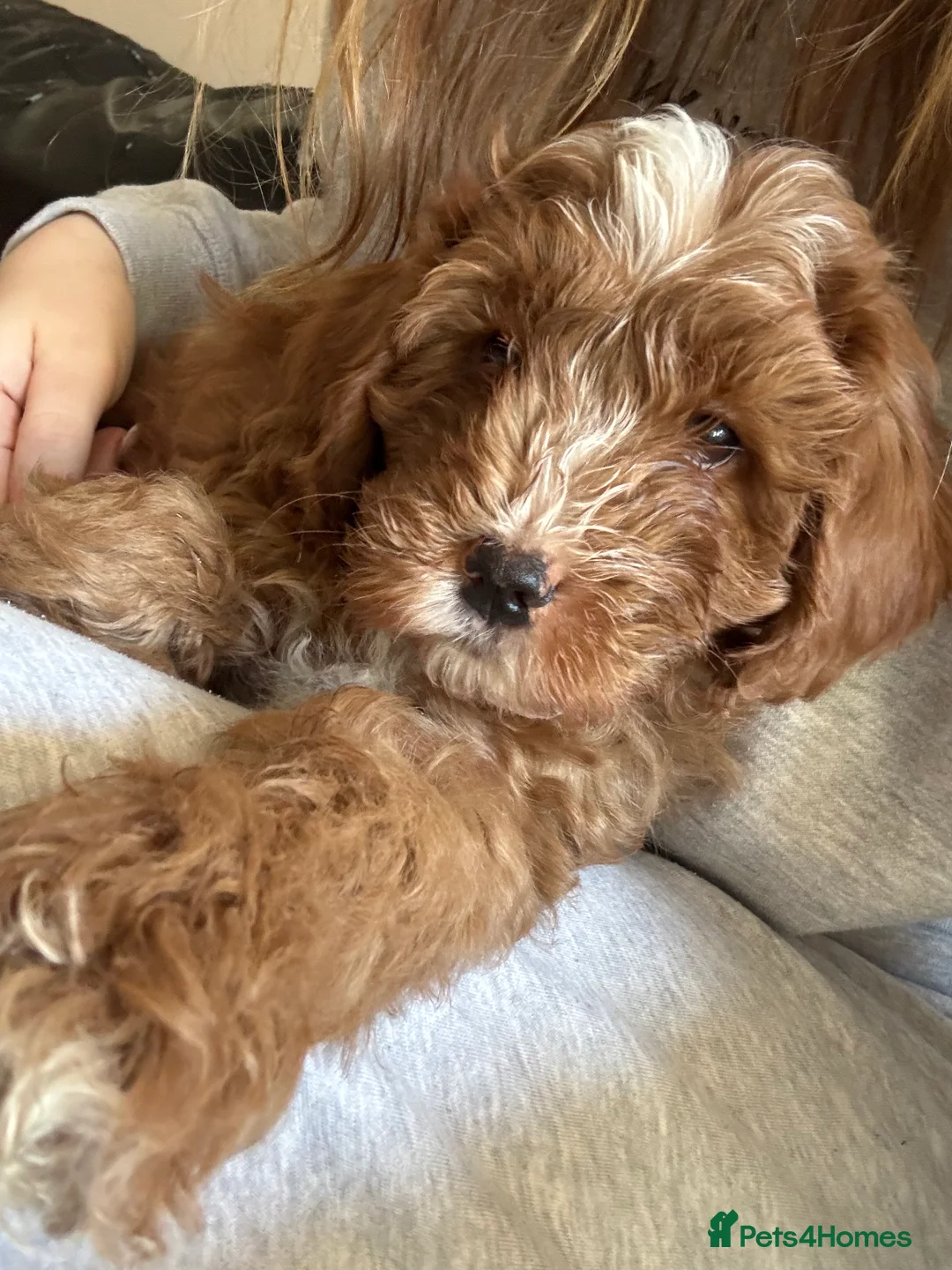 Cavapoo dogs for sale: Beautiful F1b Cavapoo Puppies – Ready Mid February - Advert 8