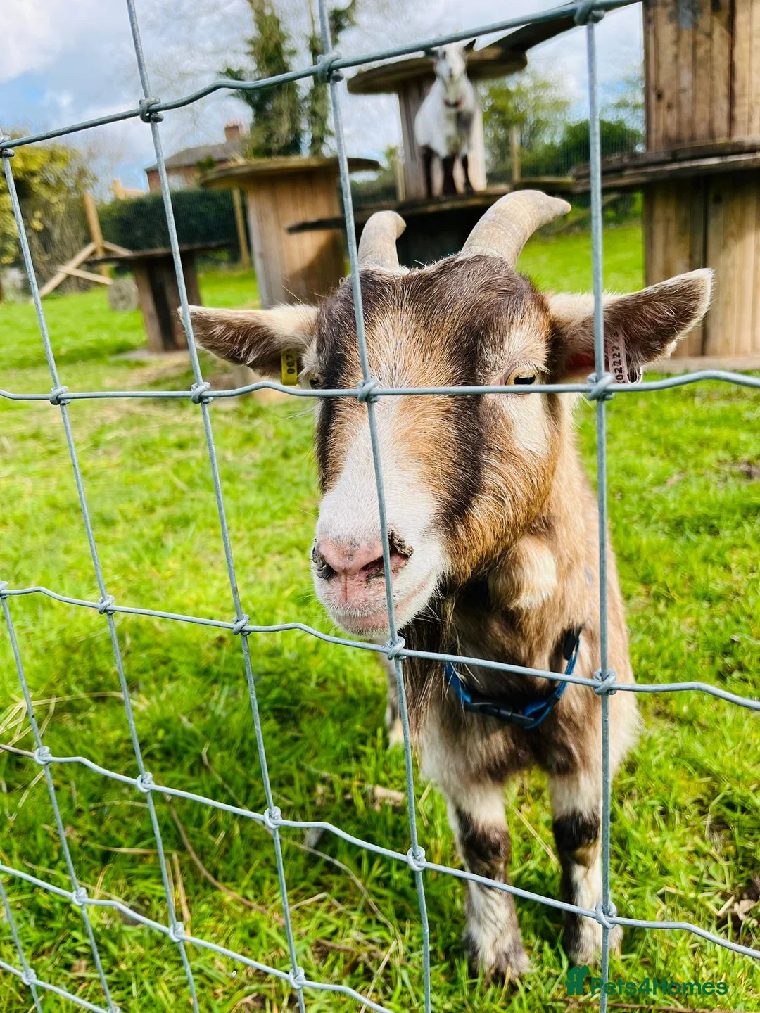 Goats livestock for sale: Pygmy wether looking for experienced home  - Advert 1
