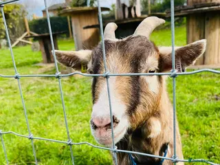 Goats livestock Pygmy wether looking for experienced home - Advert 12