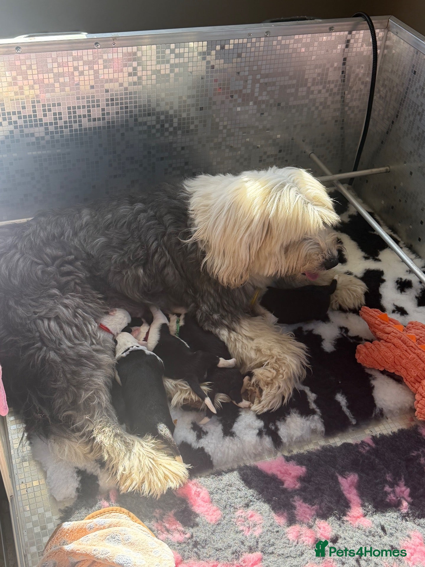 Old English Sheepdog dogs Bonnies beautiful pups  - Advert 1