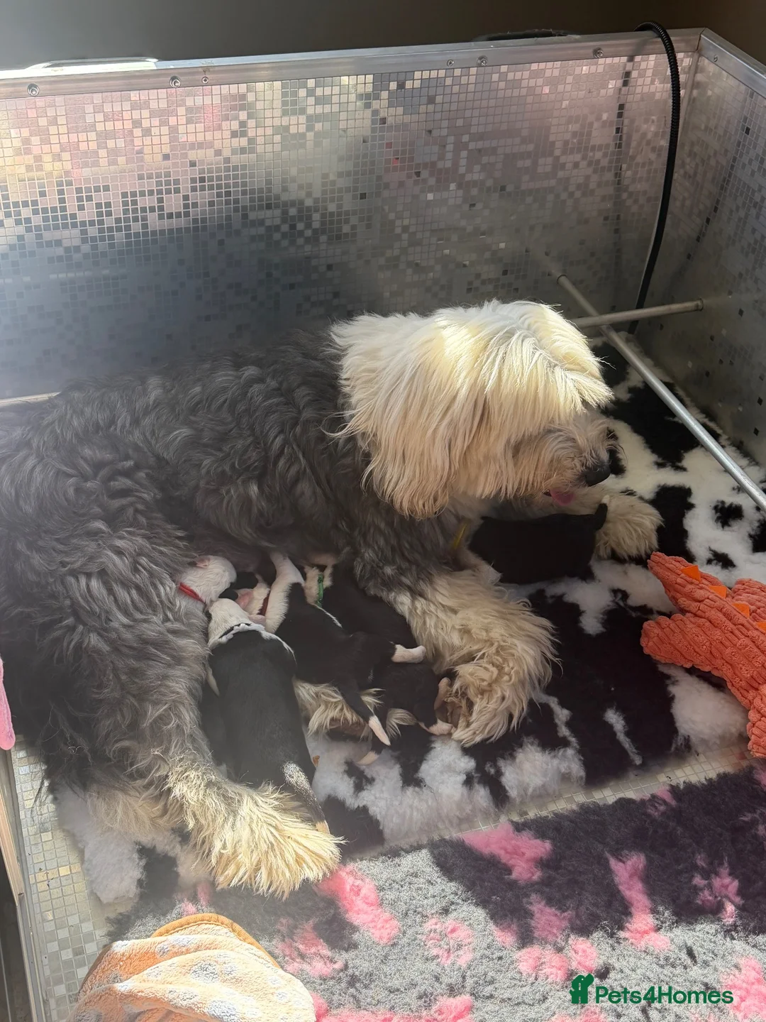 Old English Sheepdog dogs for sale: Bonnies beautiful pups  - Advert 1