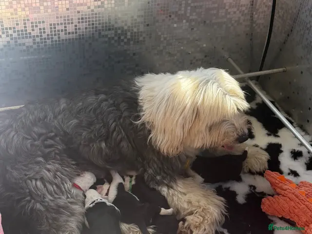 Old English Sheepdog dogs for sale: Bonnies beautiful pups - Advert 1