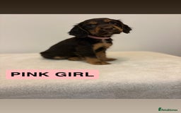 Cocker Spaniel dogs for sale: Gorgeous Full Cocker Spaniel Pups  - Image 19