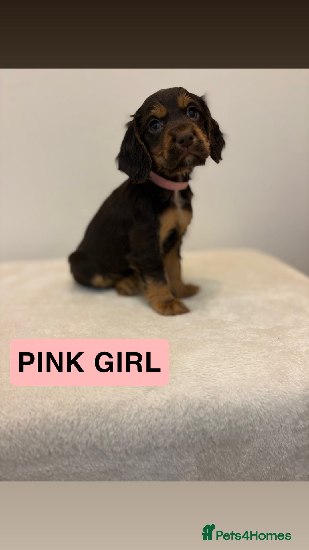 Cocker Spaniel dogs for sale: Gorgeous Full Cocker Spaniel Pups  - Image 19