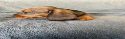 Miniature Dachshund dogs for sale: Beautiful wire miniature dachshund puppies 4 sale - Advert 27
