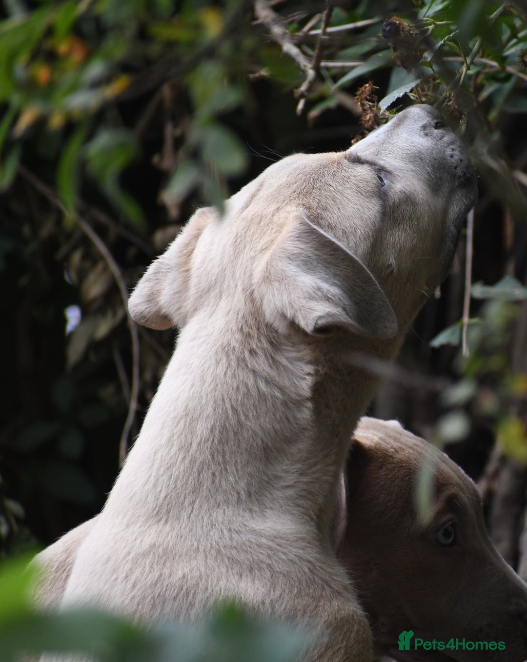 Mixed Breed dogs for sale: Mixed Breed w/Lurcher Mix Puppies ready for a home - Image 17
