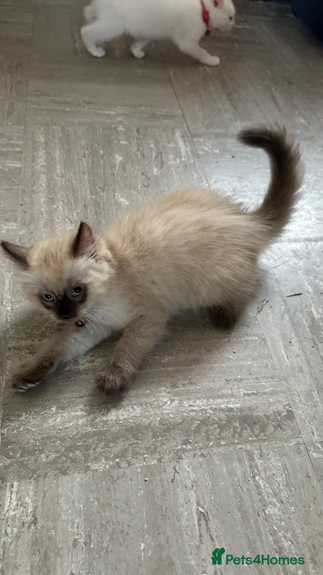 Mixed Breed cats for sale: White Gray and Ragdoll Kittens - Image 38