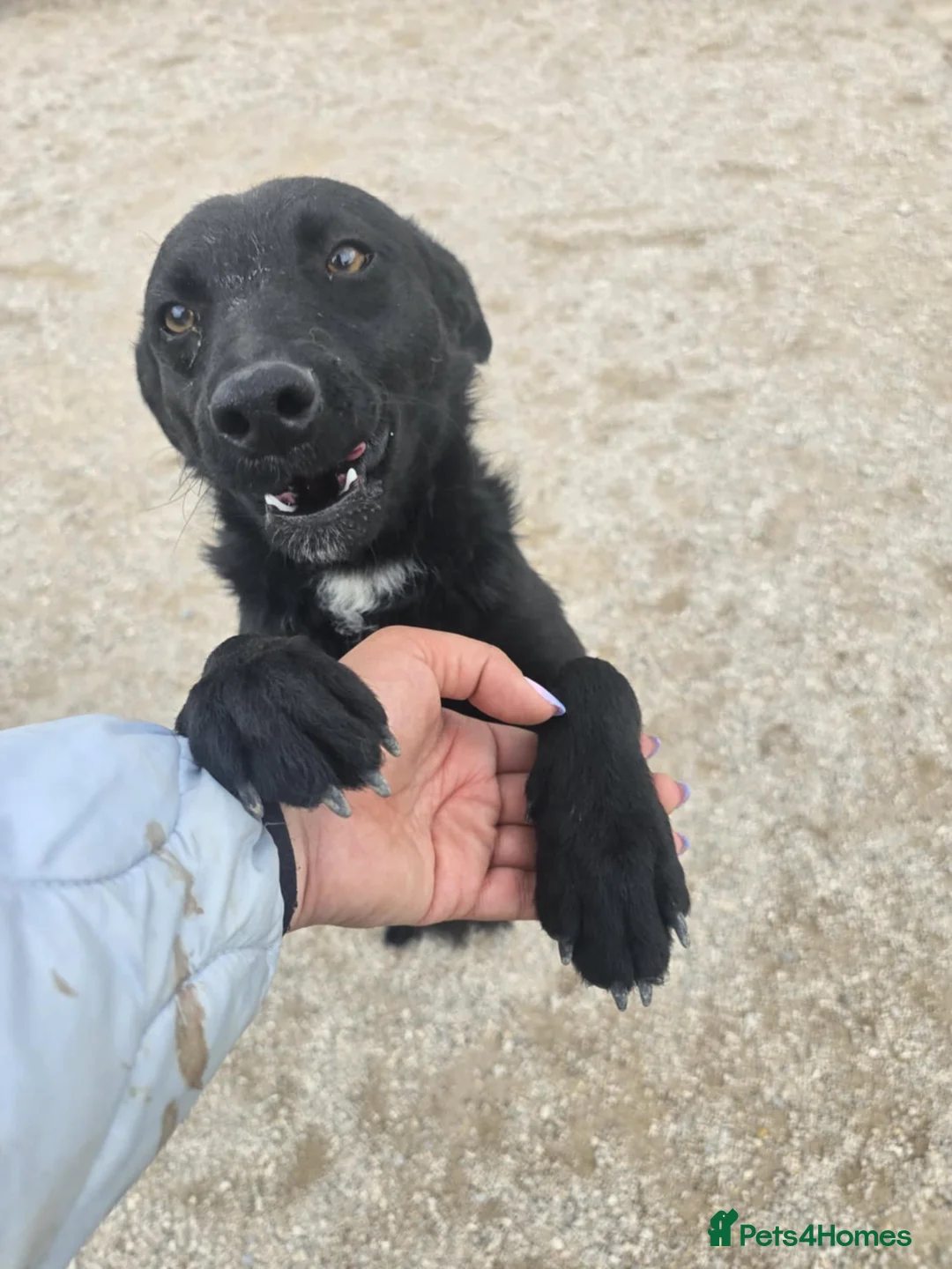 Mixed Breed dogs for adoption: ARI    - Advert 2