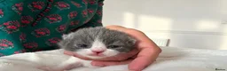 British Shorthair cats for sale:  GCCF Pedigree — Champion Bloodline Babies - Advert 11