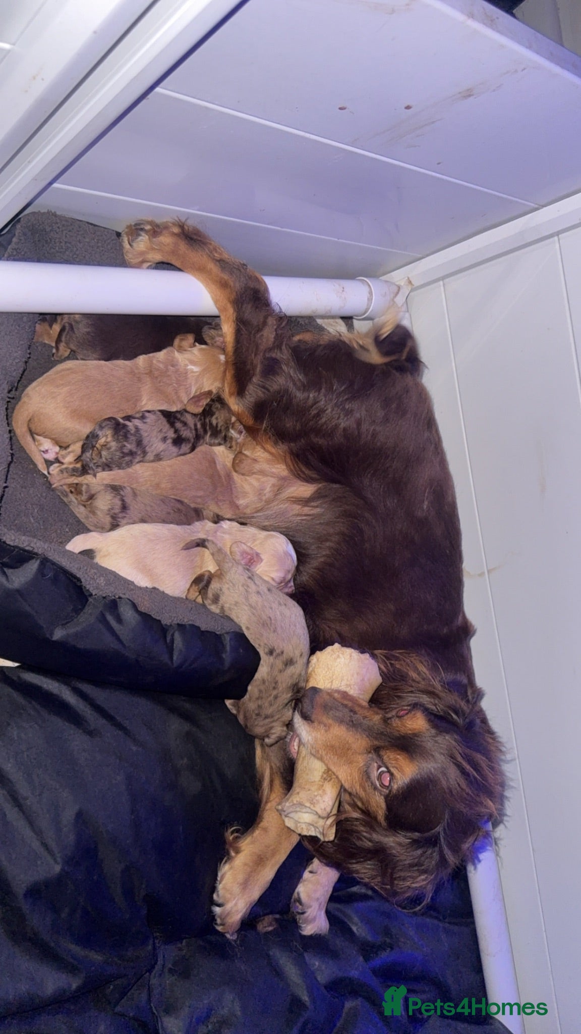Cocker Spaniel dogs Cocker spaniel puppies  - Advert 5