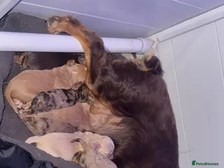 Cocker Spaniel dogs Cocker spaniel puppies - Advert 3