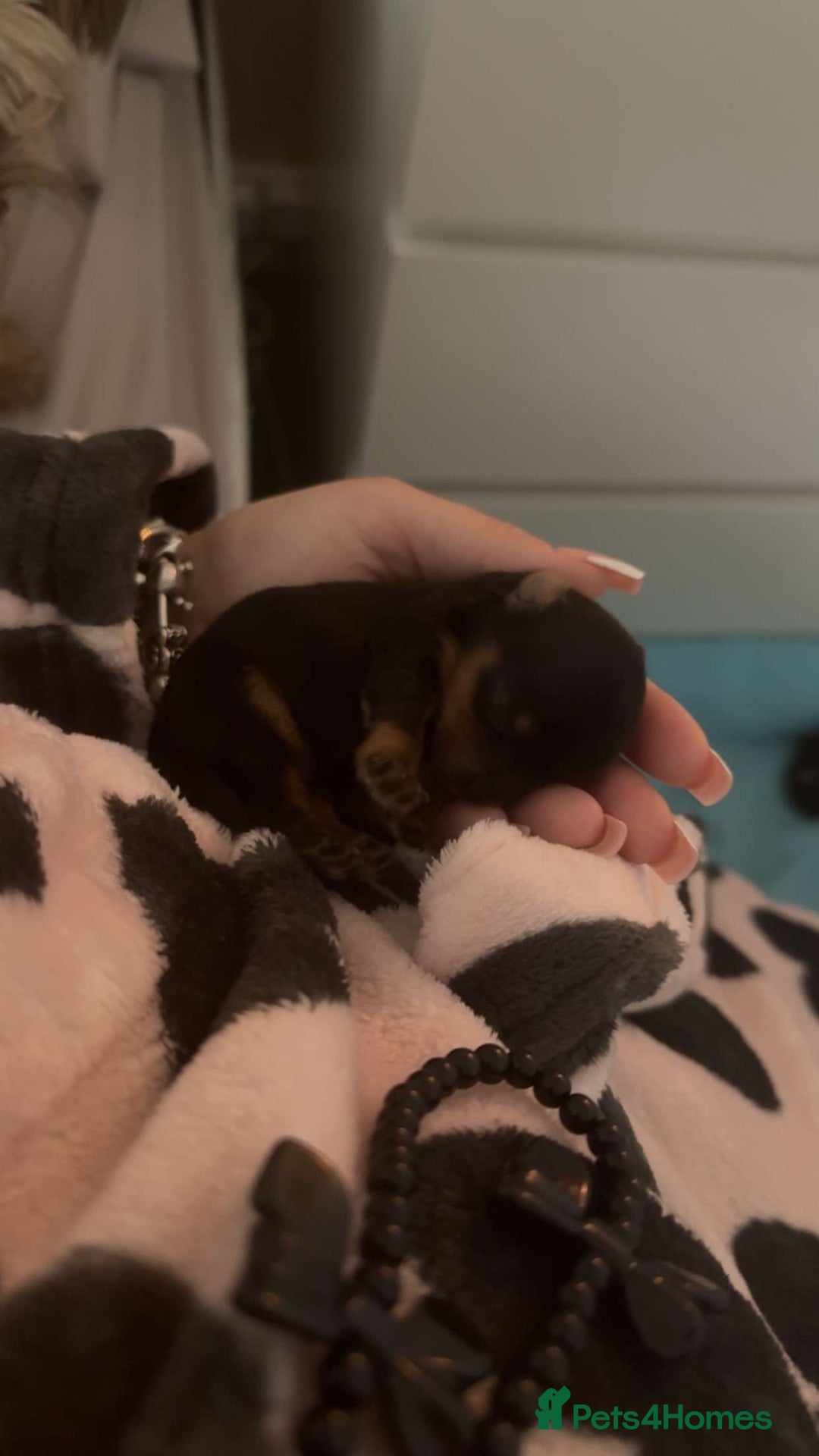 Yorkshire Terrier dogs for sale: Yorkshire Terrier Puppies  - Advert 26