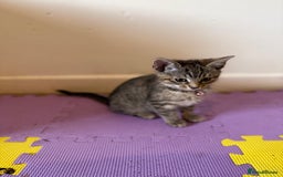 Domestic Shorthair cats for sale: 5 Kittens Looking For A Good Home - Image 2