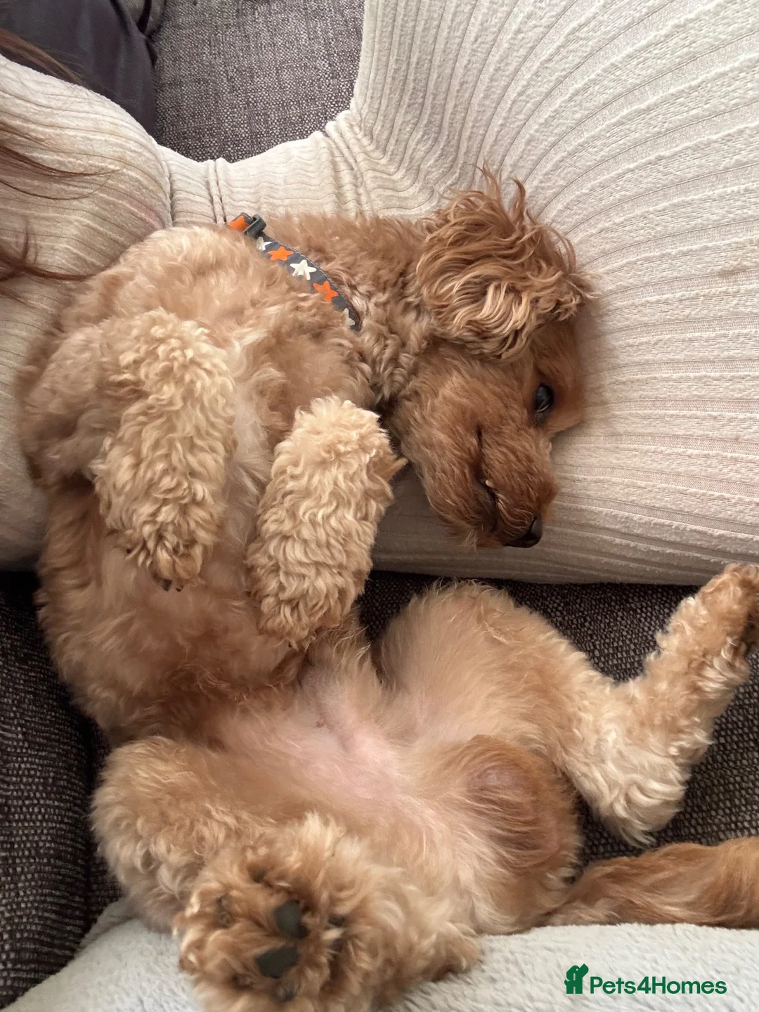 Yorkiepoo dogs for sale: 2 year old Yorkiepoo  in Wellingborough - Advert 2