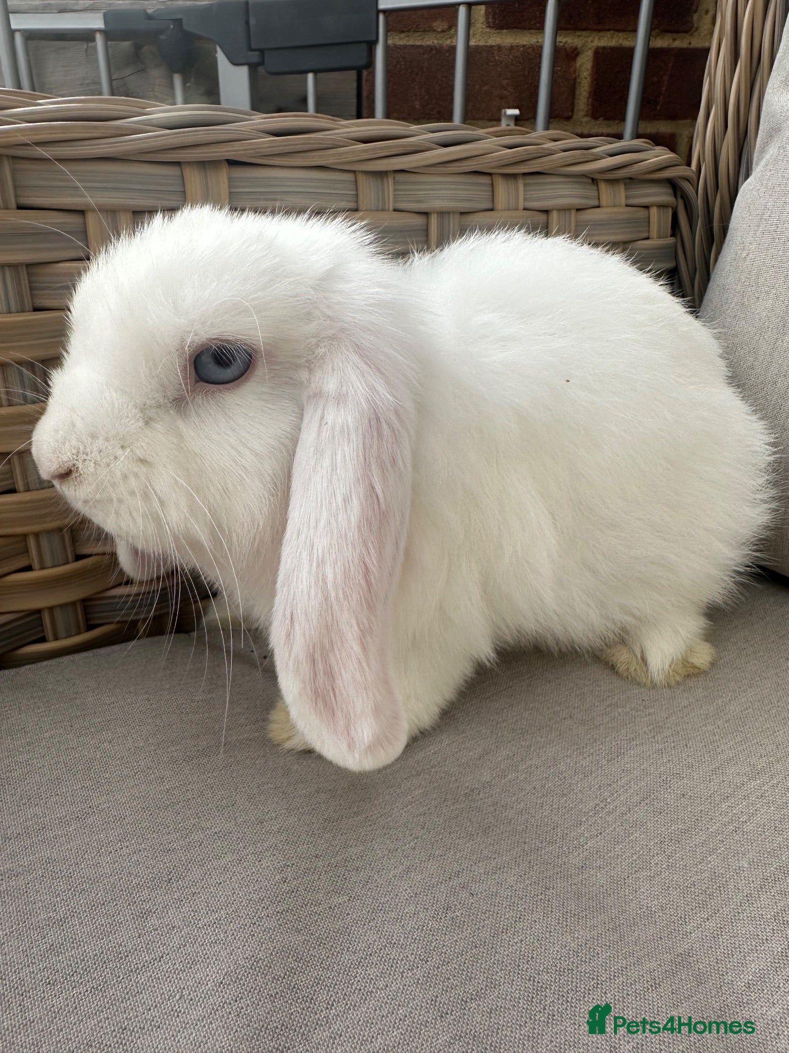 Mini Lop rabbits 1 Lovely handsome mini lop buck and adult. - Advert 15