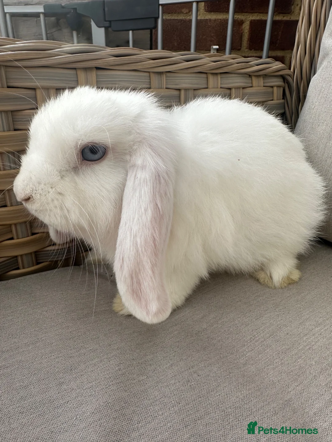 Mini Lop rabbits for sale: 1 Lovely handsome mini lop buck and adult. - Advert 1